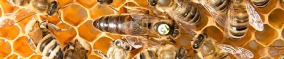 American Queen Breeders Association.com